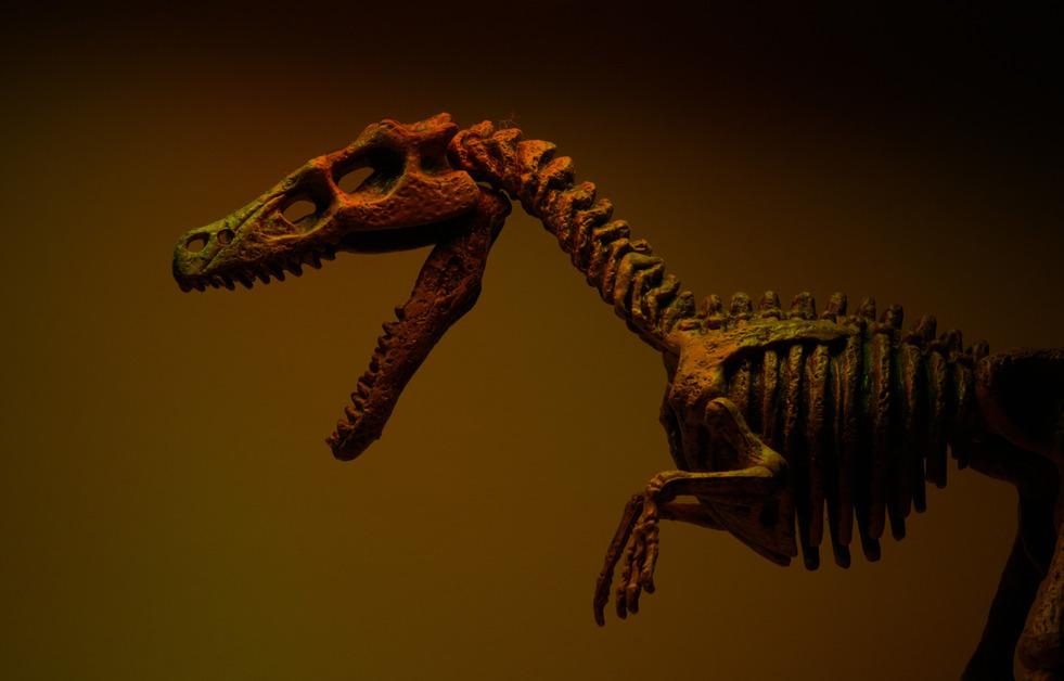 Stock photo of a Velocirraptor.