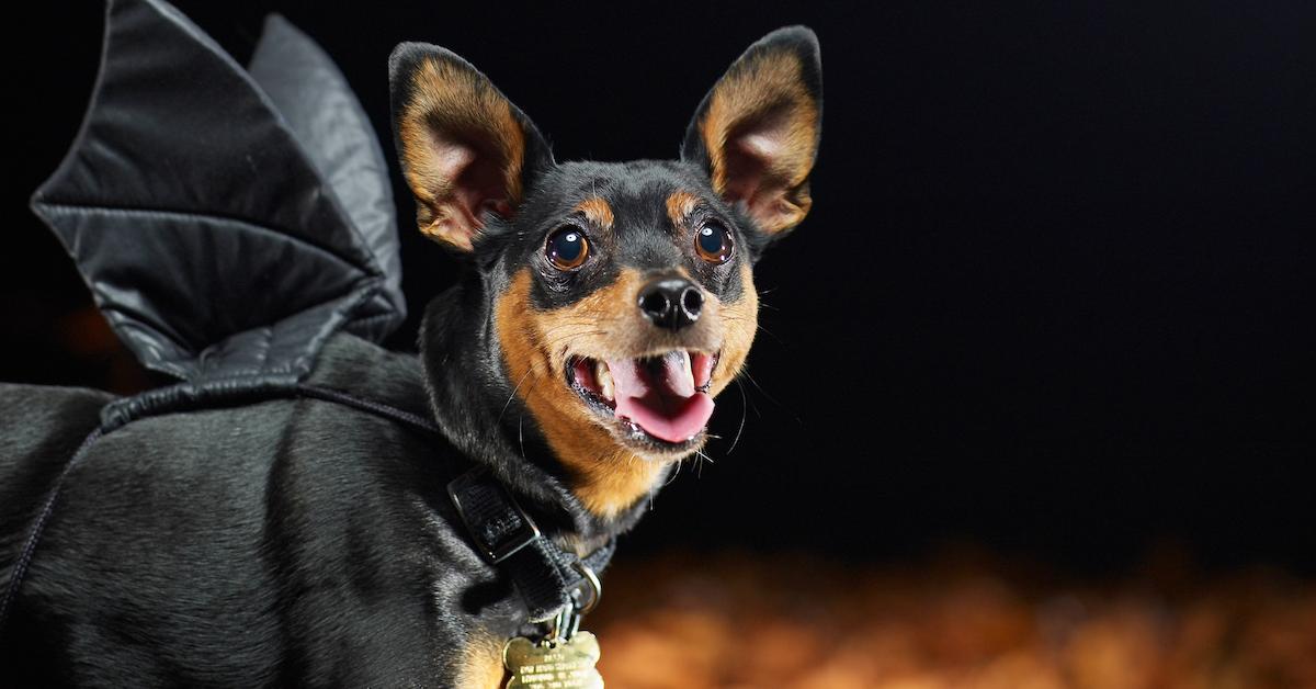 Dog Costumes