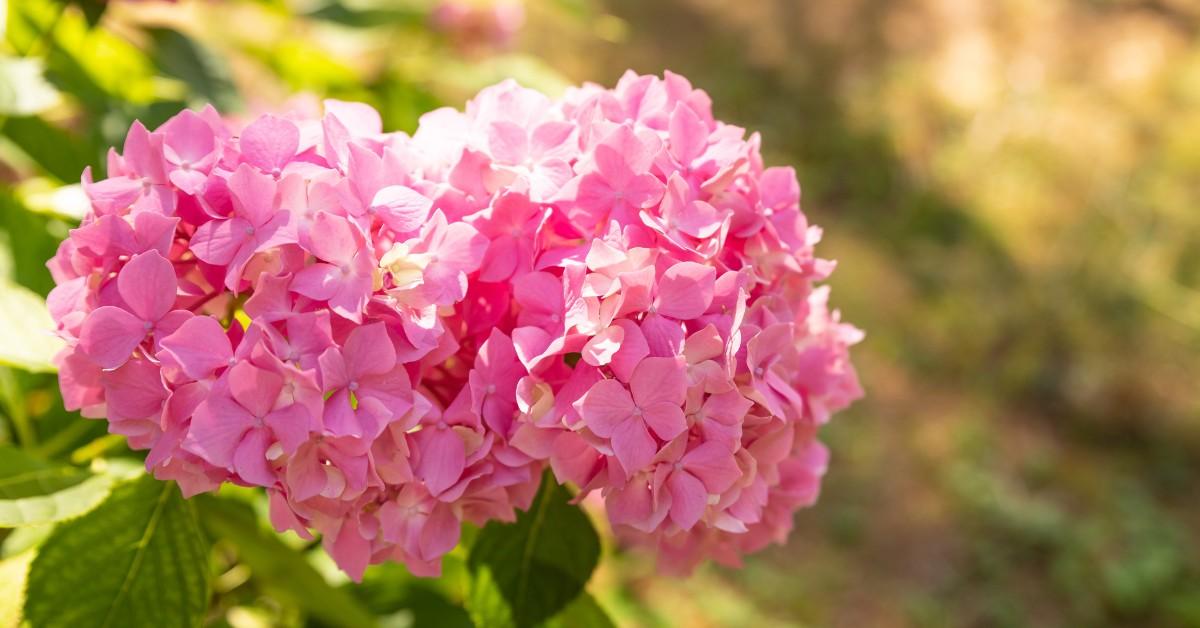 Closeup of giant pink hydrangea blooms