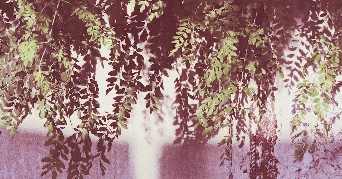 What is moringa?
