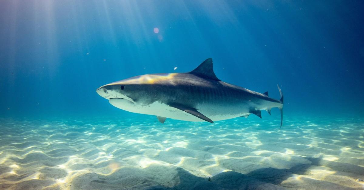 A shark swims under water