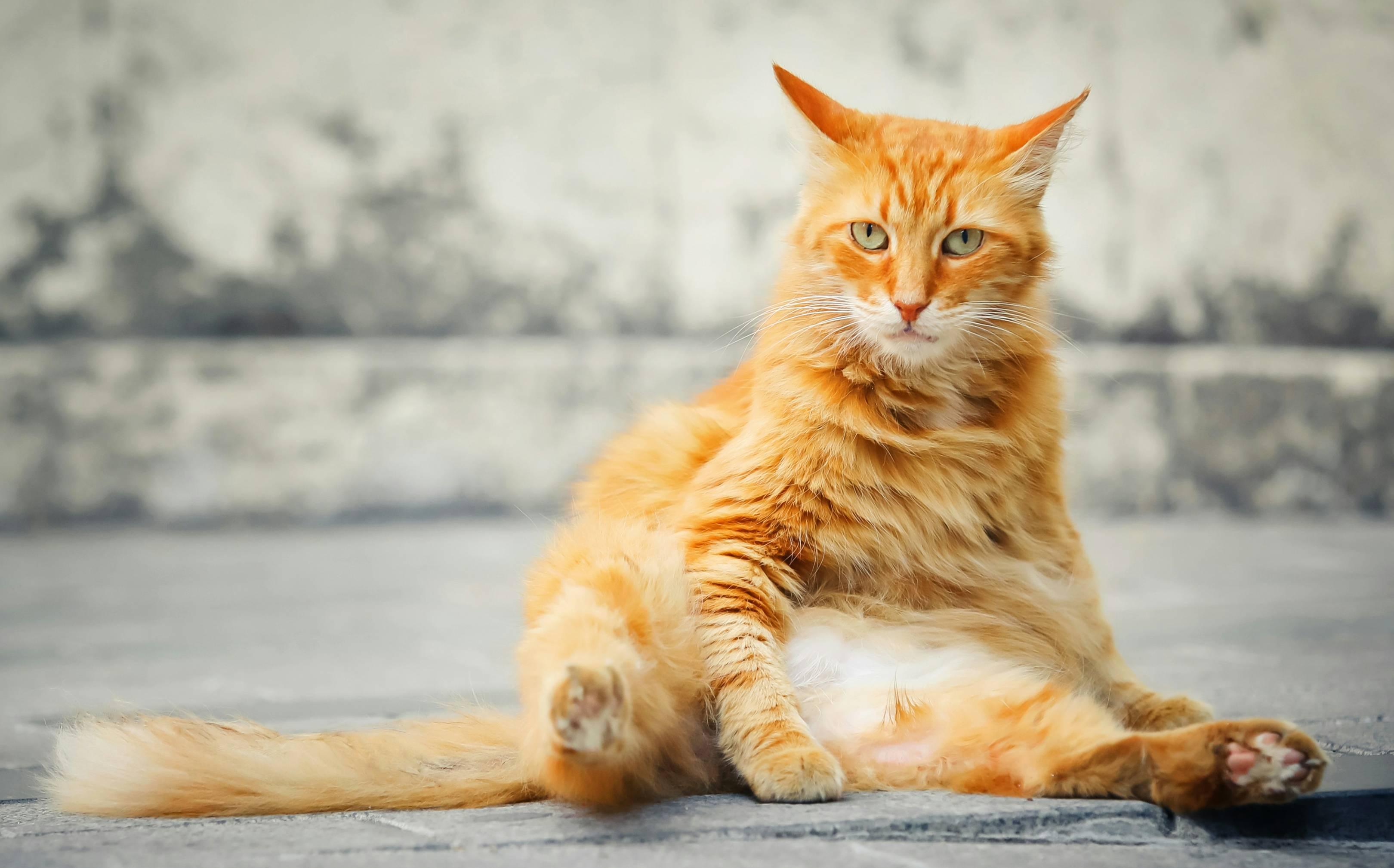 A cat sits on her hind legs, exposing her belly.