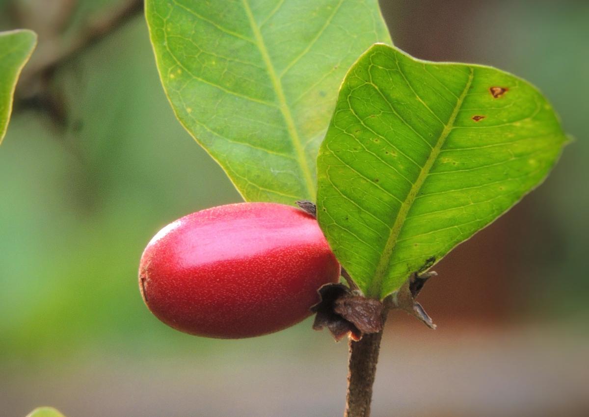 Close-up of red miracle fruit berry