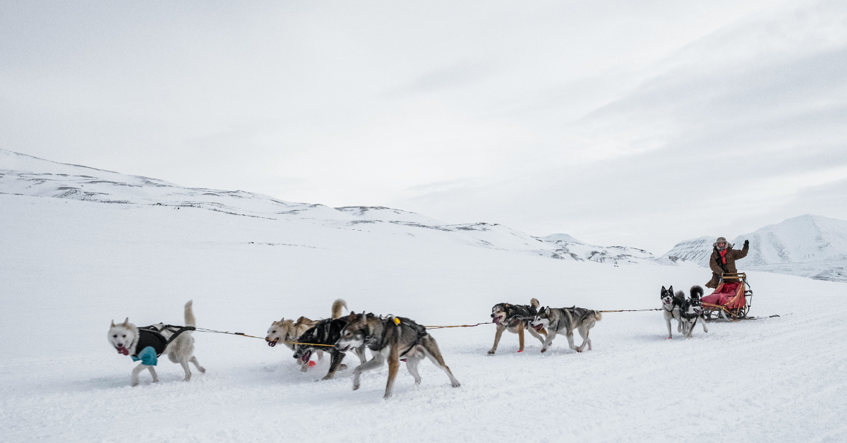 A person commands a sleigh that is being pulled by eight dogs across a snowy tundra