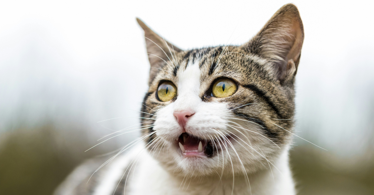 A scared cat looks off in the distance with their mouth open